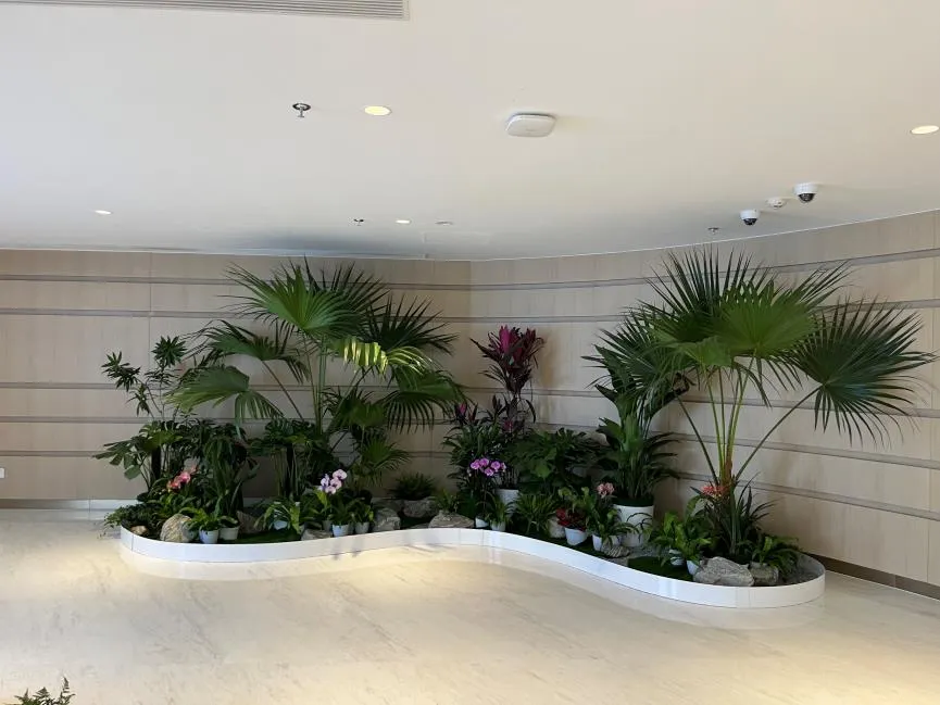 探寻宁波慈溪绿植出租价格，让你的办公环境绿意盎然！